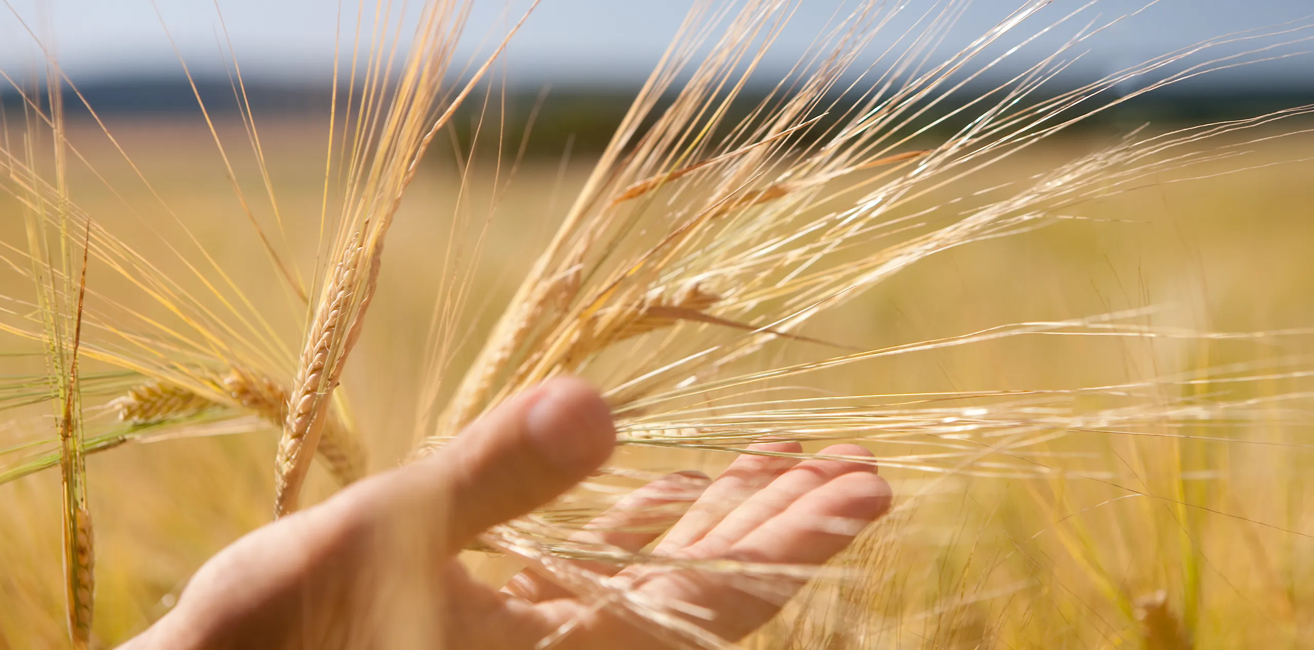 Hand und Weizenfeld im Hintergrund, Sinnbild für Nachhaltigkeit und Klima