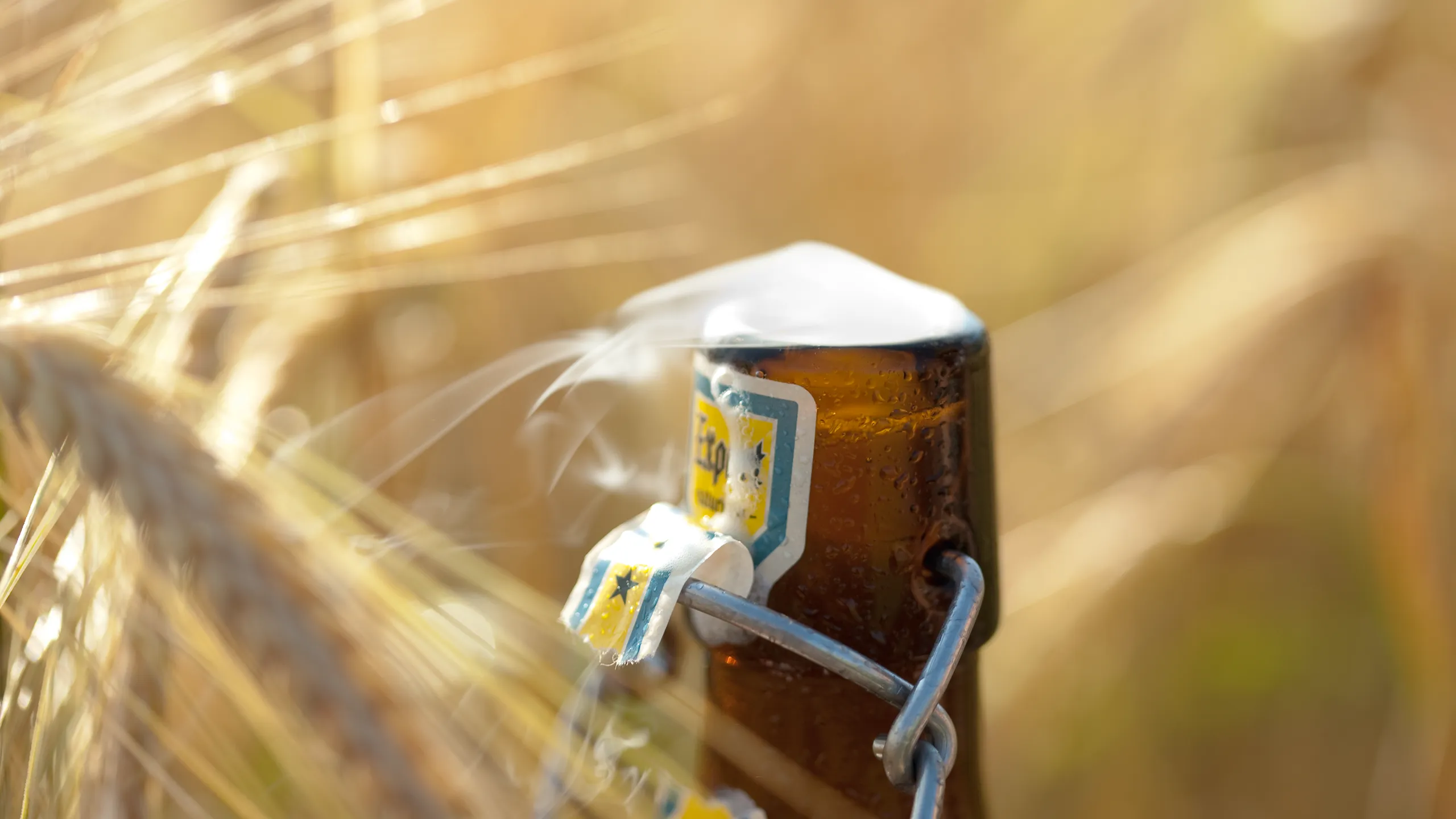 Frisch geöffnetes Bier der Brauerei Zoller-Hof auf Weizenfeld, Titelbild zu Aktuelles