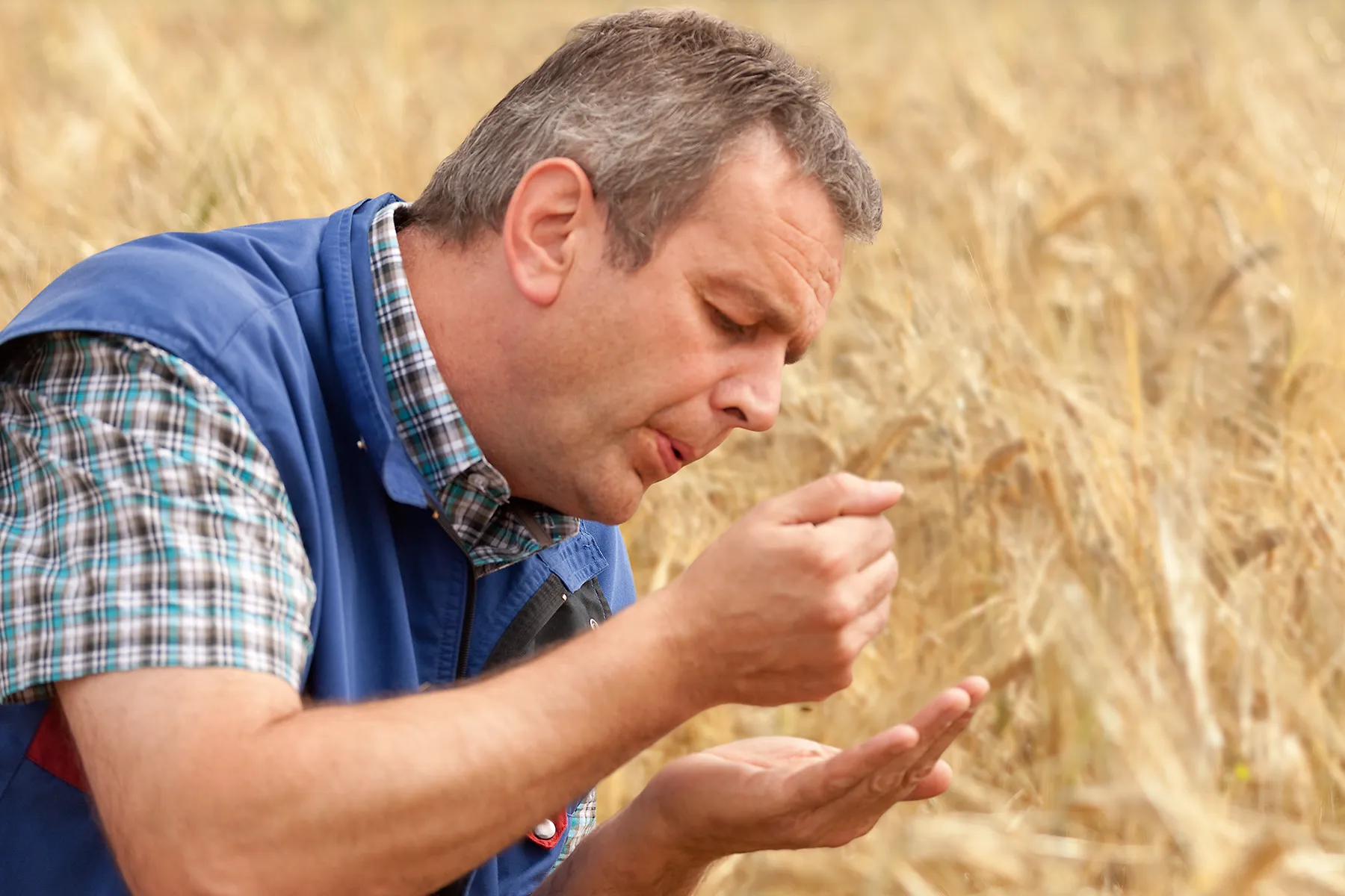 Mann steht auf Weizenfeld und lässt Weizen durch seine Hand rieseln